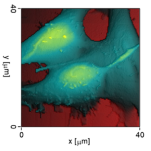 SICM-topograhic-scan-image-of-neuroblastoma-cells-v2-.png
